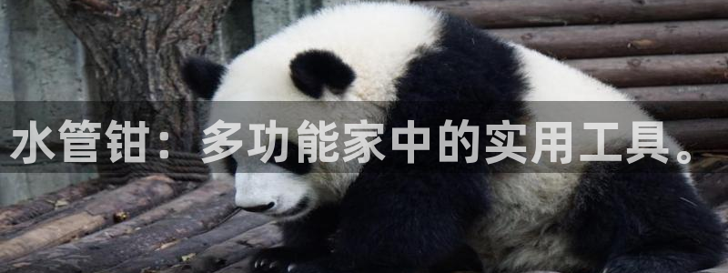 球盟会官方网址入口