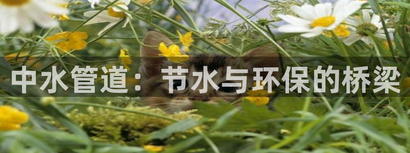 球盟会头号玩家